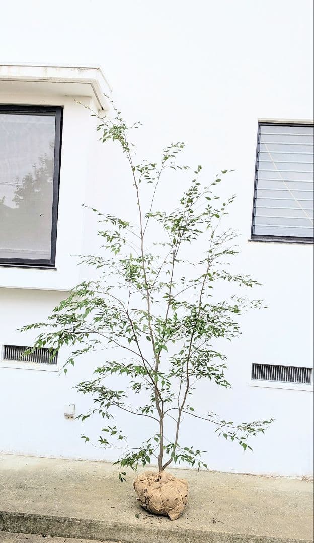 降臨。至極の山採りハイノキ。