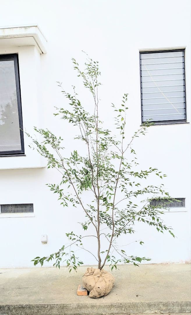 降臨。至極の山採りハイノキ。
