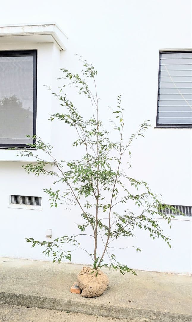 降臨。至極の山採りハイノキ。