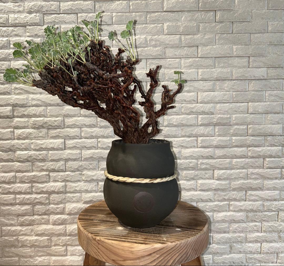 ペラルゴニウム　ミラビレ　鉢　qutoten 発根済み