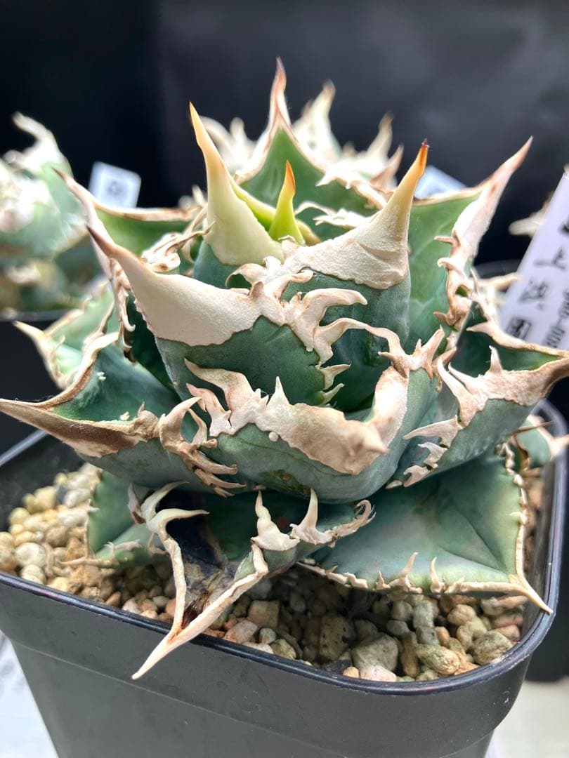 アガベ白豪棘　￼ OC子株(かき仔) (上澳園芸) ￼