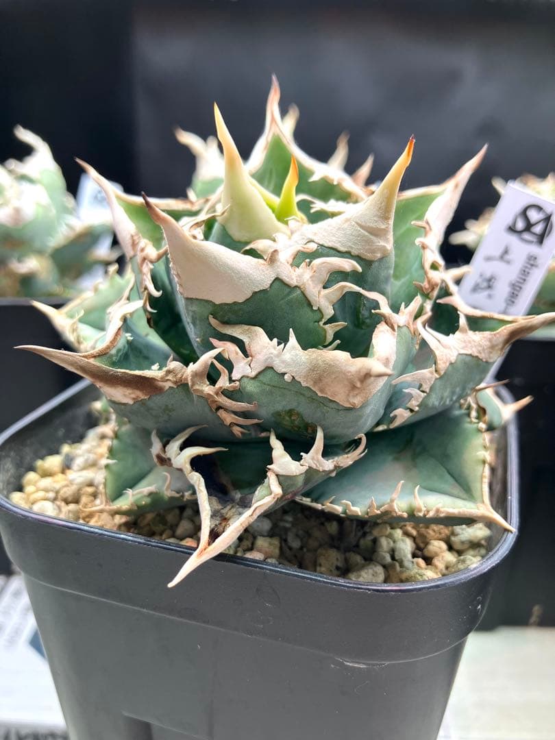 アガベ白豪棘　￼ OC子株(かき仔) (上澳園芸) ￼