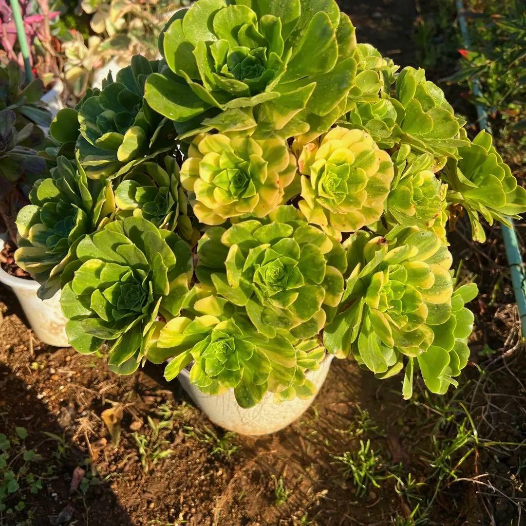 多肉植物。五彩瑠璃法師錦抜き苗