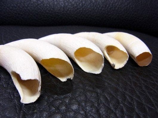 特大！ワニの牙★歯