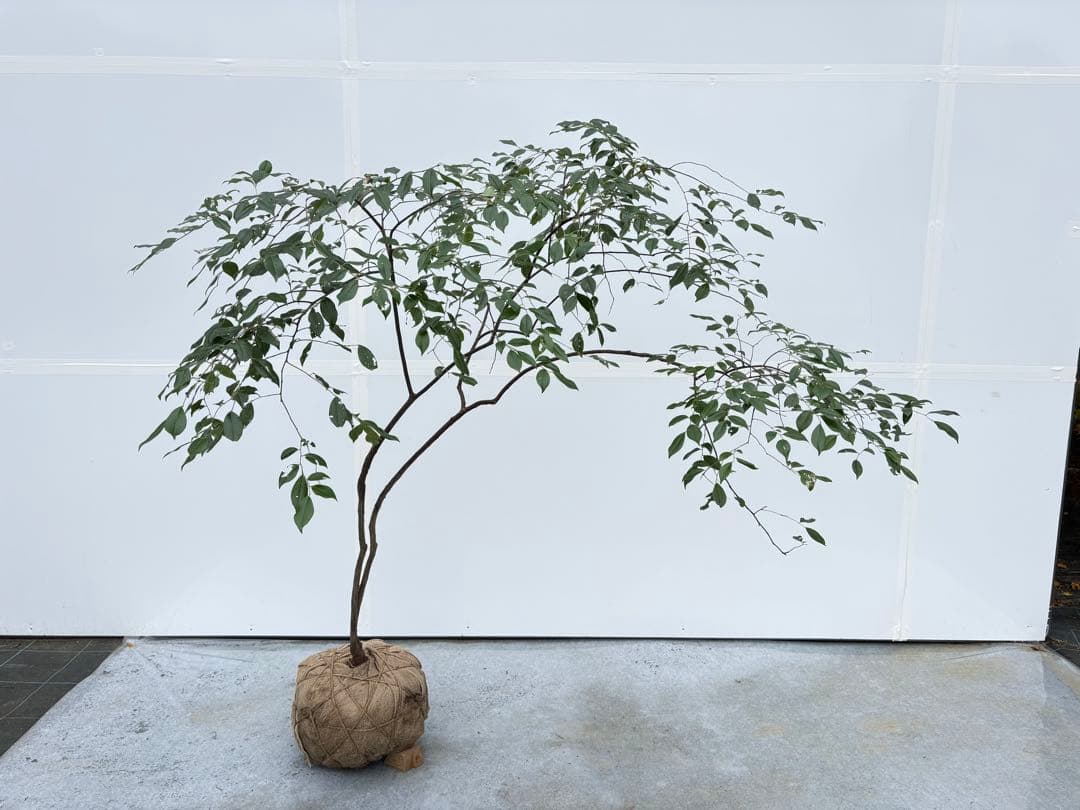 希少 山採り 曲がりの美しい シャシャンボ 695 樹高1.4m位 シャシャンポ