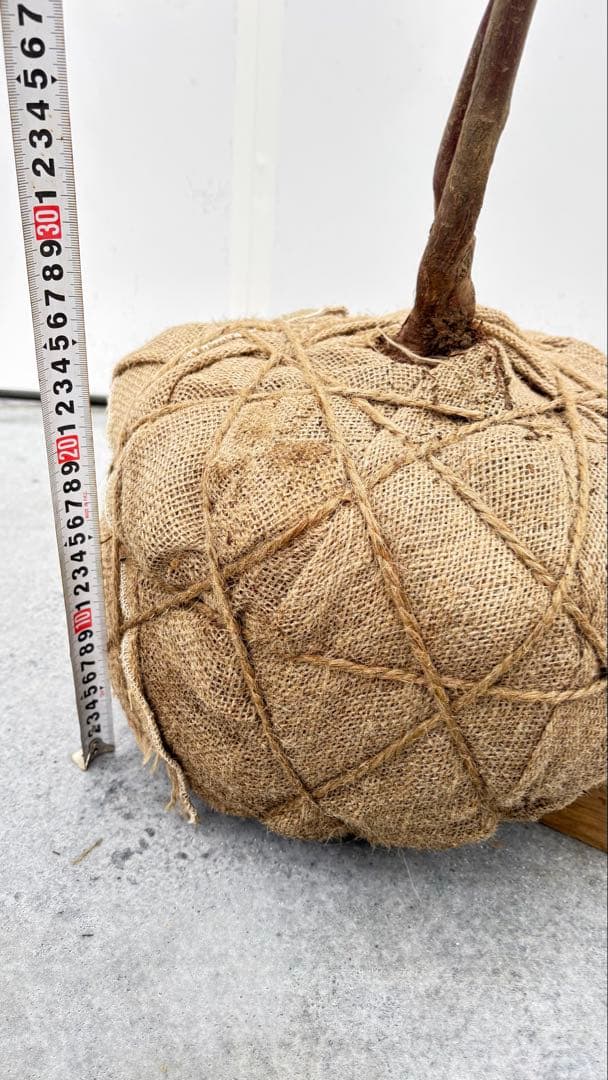 希少 山採り 曲がりの美しい シャシャンボ 695 樹高1.4m位 シャシャンポ