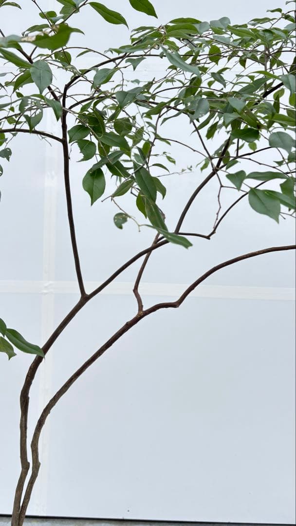 希少 山採り 曲がりの美しい シャシャンボ 695 樹高1.4m位 シャシャンポ