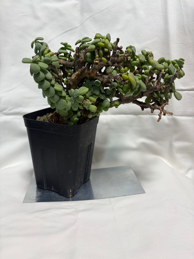ケラリア　ピグマエア　現地球　多肉植物　塊根植物　観葉植物　珍奇植物