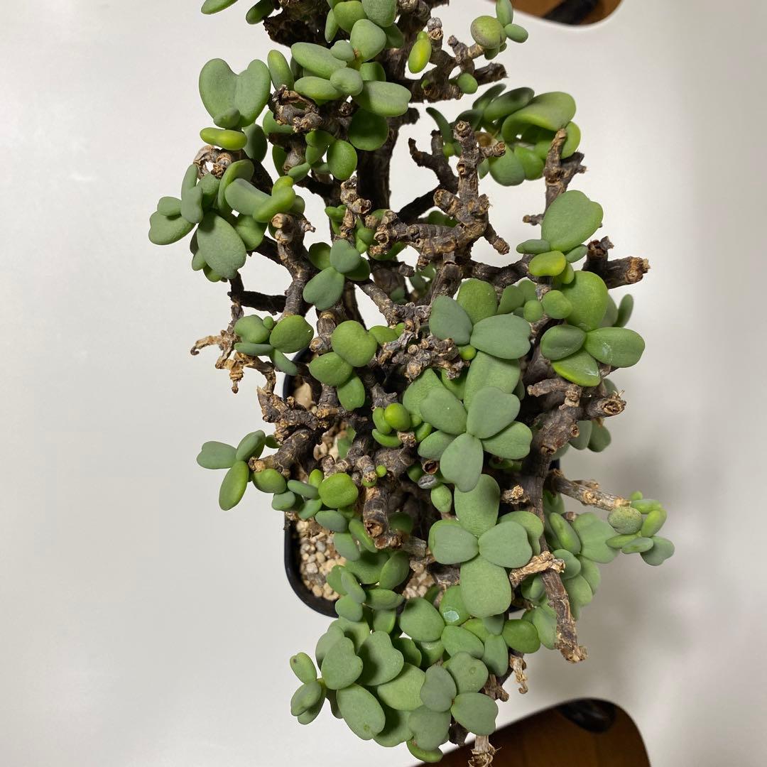 ケラリア　ピグマエア　現地球　多肉植物　塊根植物　観葉植物　珍奇植物