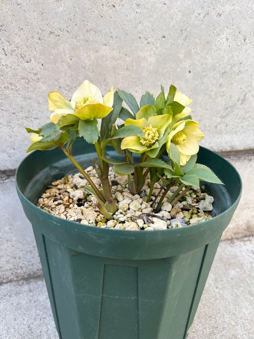 千重系交配　認定モーリー　クリスマスローズ