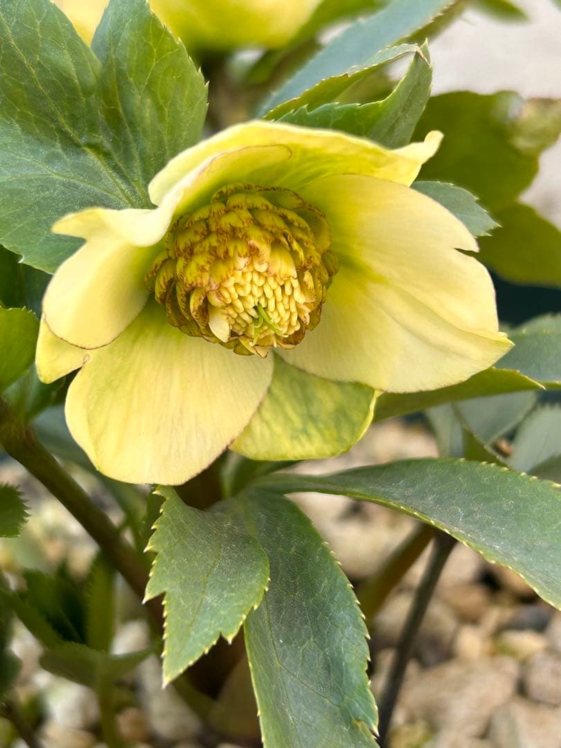 千重系交配　認定モーリー　クリスマスローズ