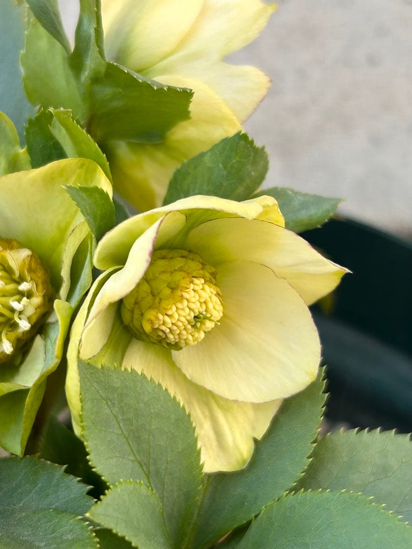 千重系交配　認定モーリー　クリスマスローズ