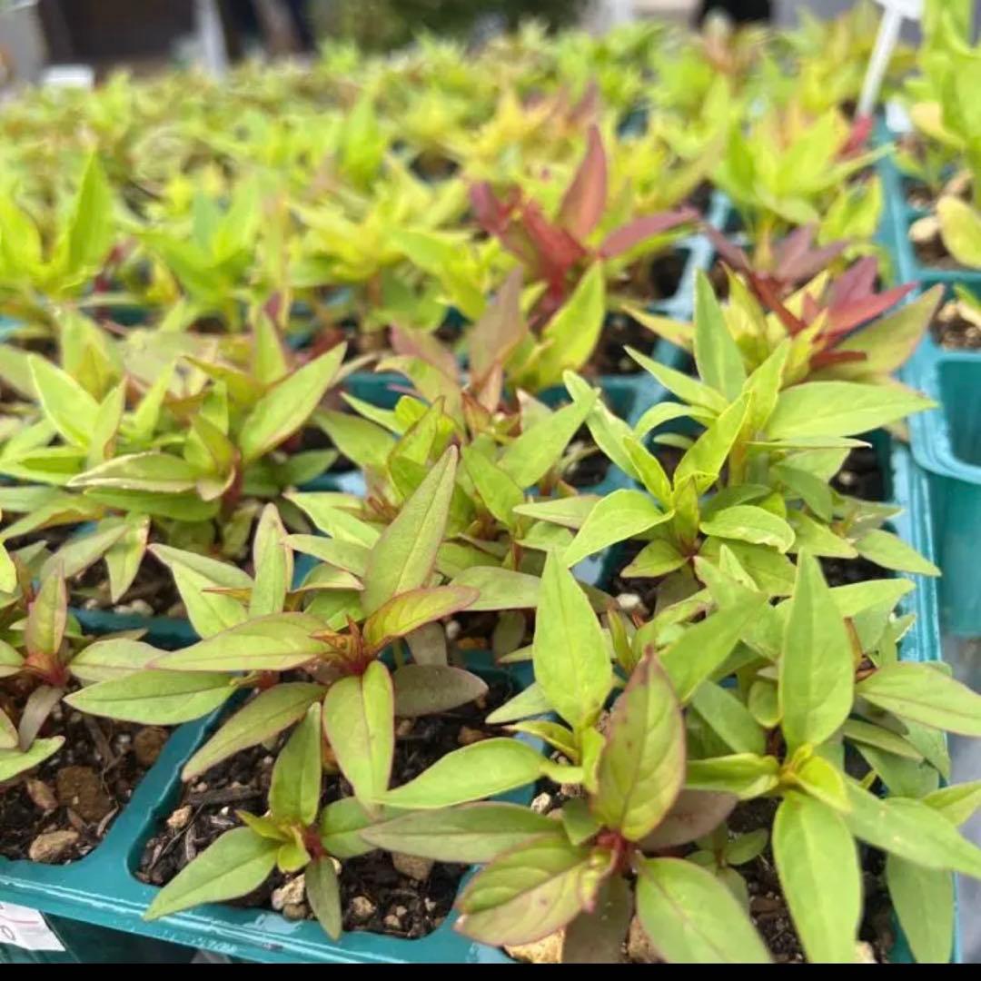 久留米ケイトウ トサカケイトウ 苗