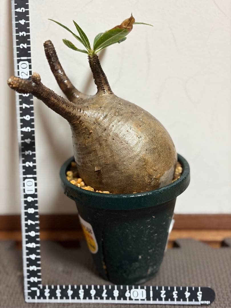 u*5様 パキポディウムグラキリス　現地株　発根済み