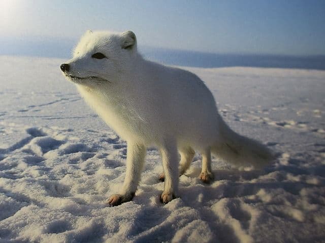 写真集「星野道夫の仕事」 全4巻セット、美品