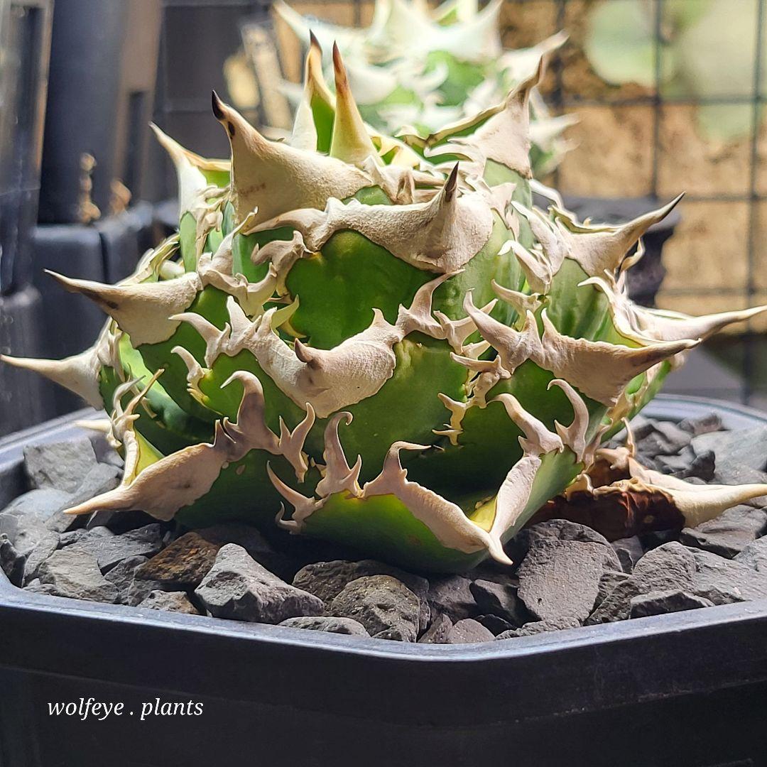 アガベ チタノタ 大白鯊 PUP ホホジロザメ lize産