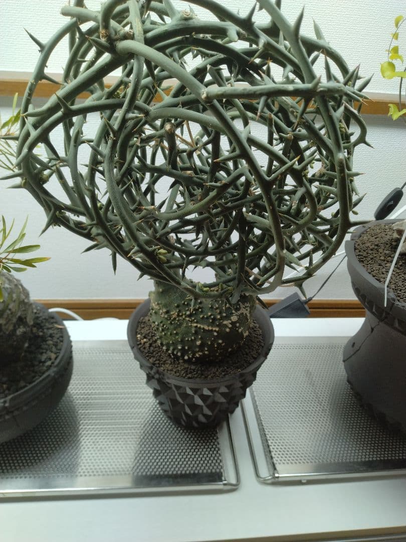 和*元様 アデニア　グロボーサ　大株　現地球 グラキリス　パキプス