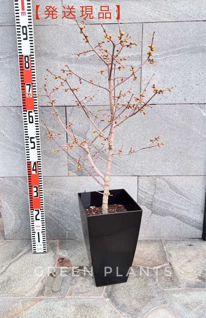 蝋梅 苗 接木5年生 満月 大苗 鉢植え【ロウバイ】開花開始