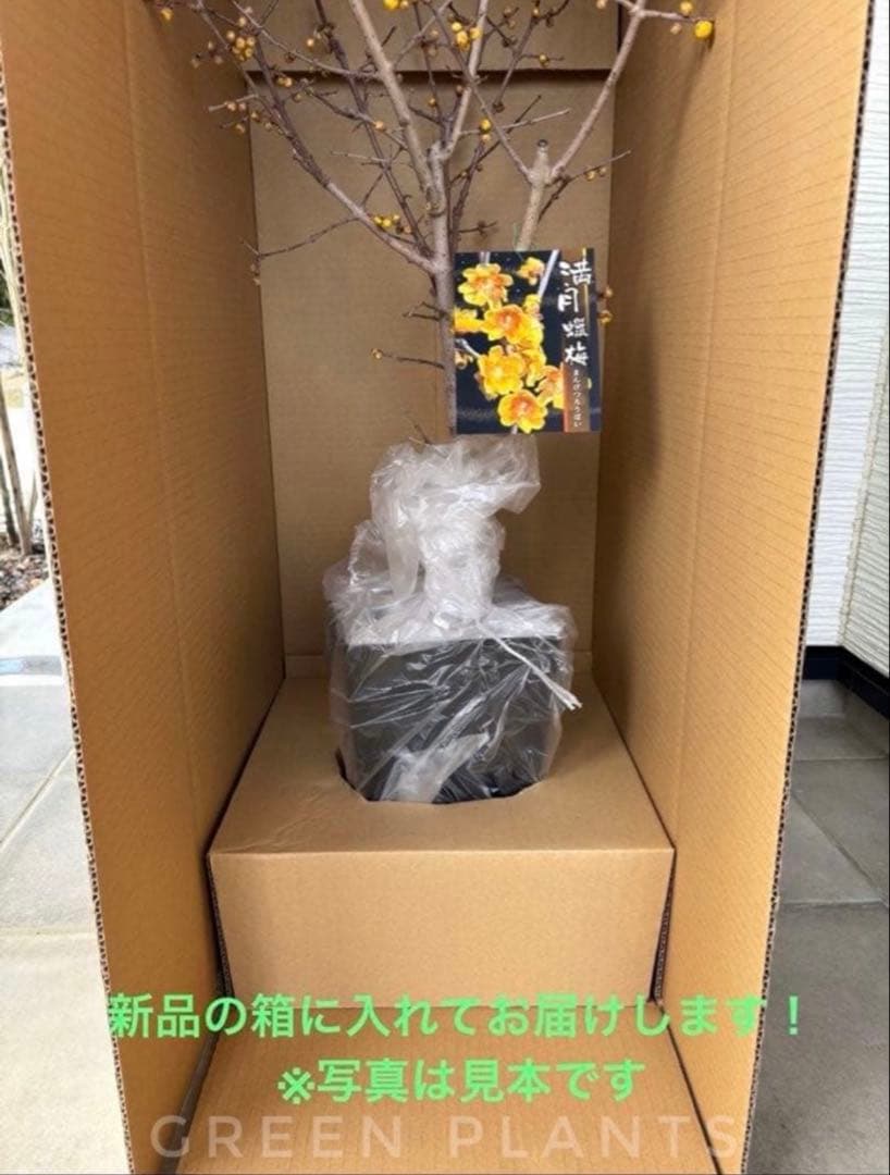 蝋梅 苗 接木5年生 満月 大苗 鉢植え【ロウバイ】開花開始