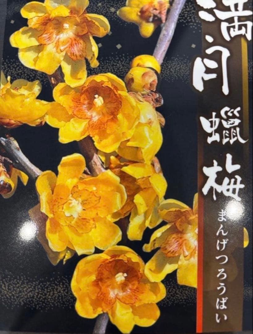 蝋梅 苗 接木5年生 満月 大苗 鉢植え【ロウバイ】開花開始