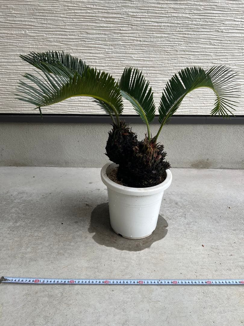 【年末セール】サイカス・レボルタ / ソテツ 多頭 大株 ガーデニング