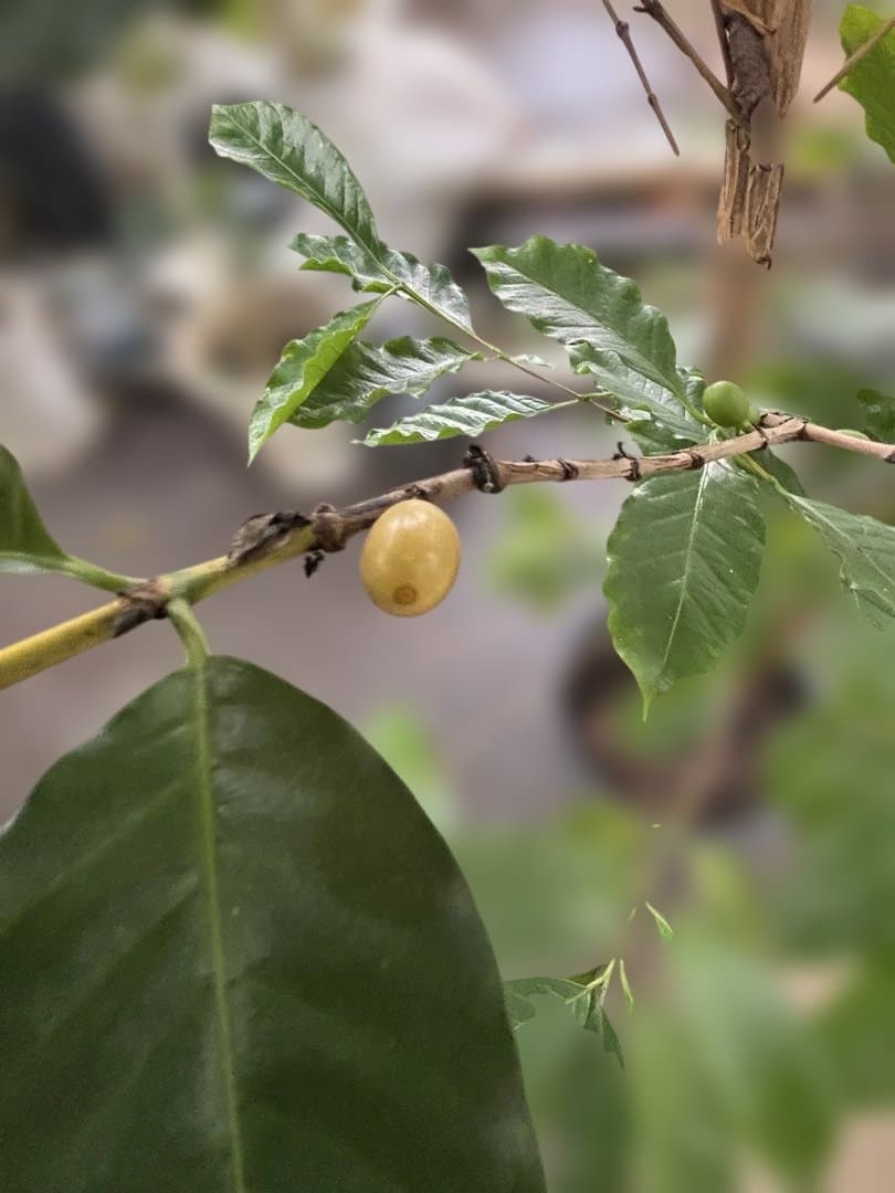 コーヒーの木（果実付き） 10号　170センチ