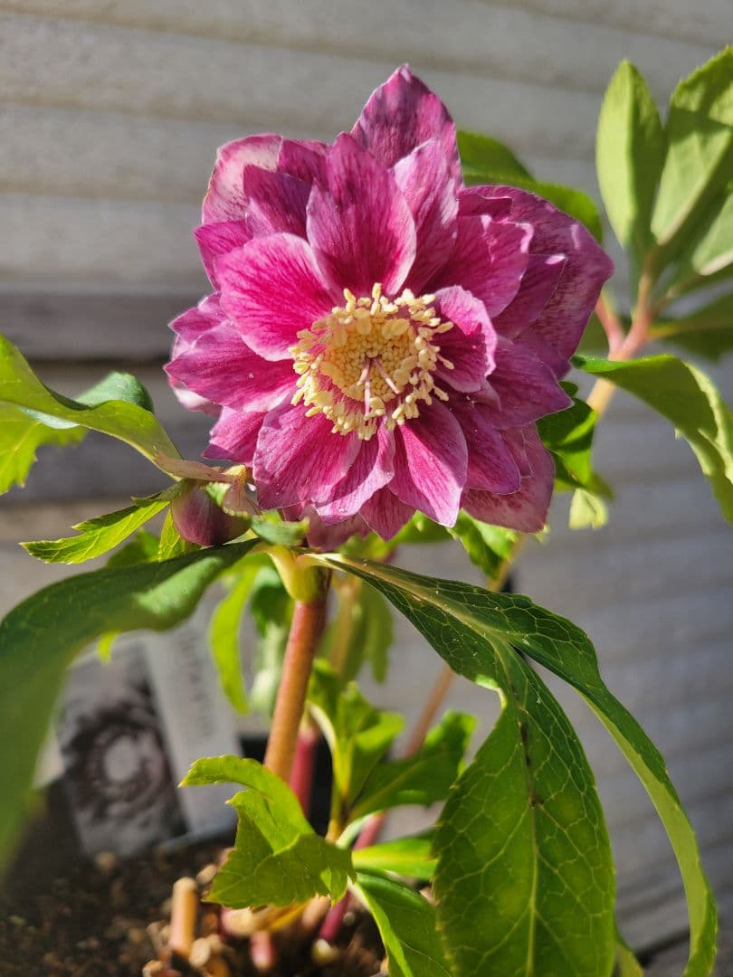 広瀬園芸　クリスマスローズ　ピンク系ダブル