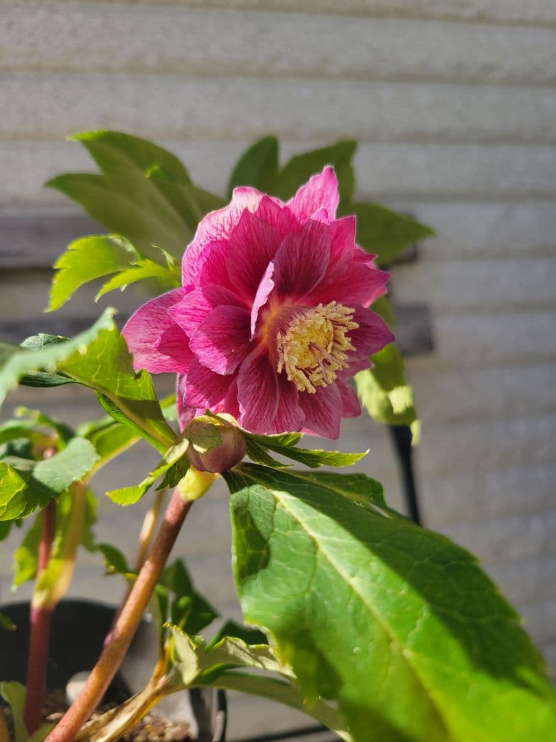 広瀬園芸　クリスマスローズ　ピンク系ダブル