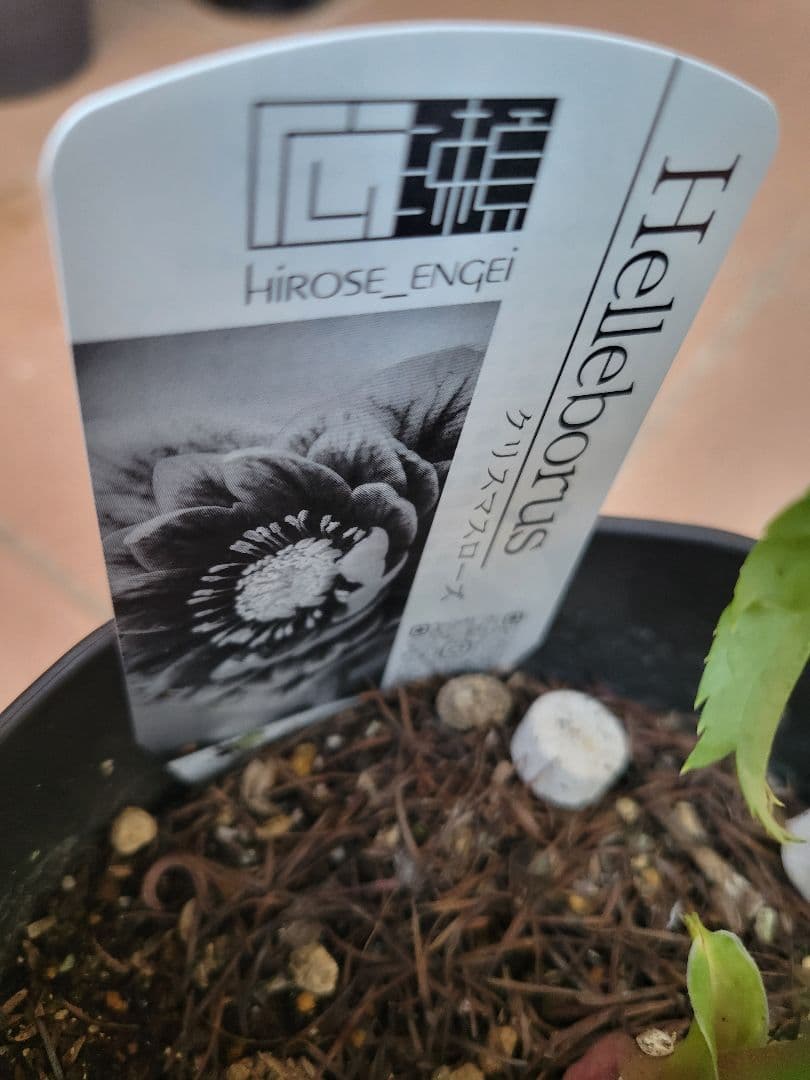 広瀬園芸　クリスマスローズ　ピンク系ダブル