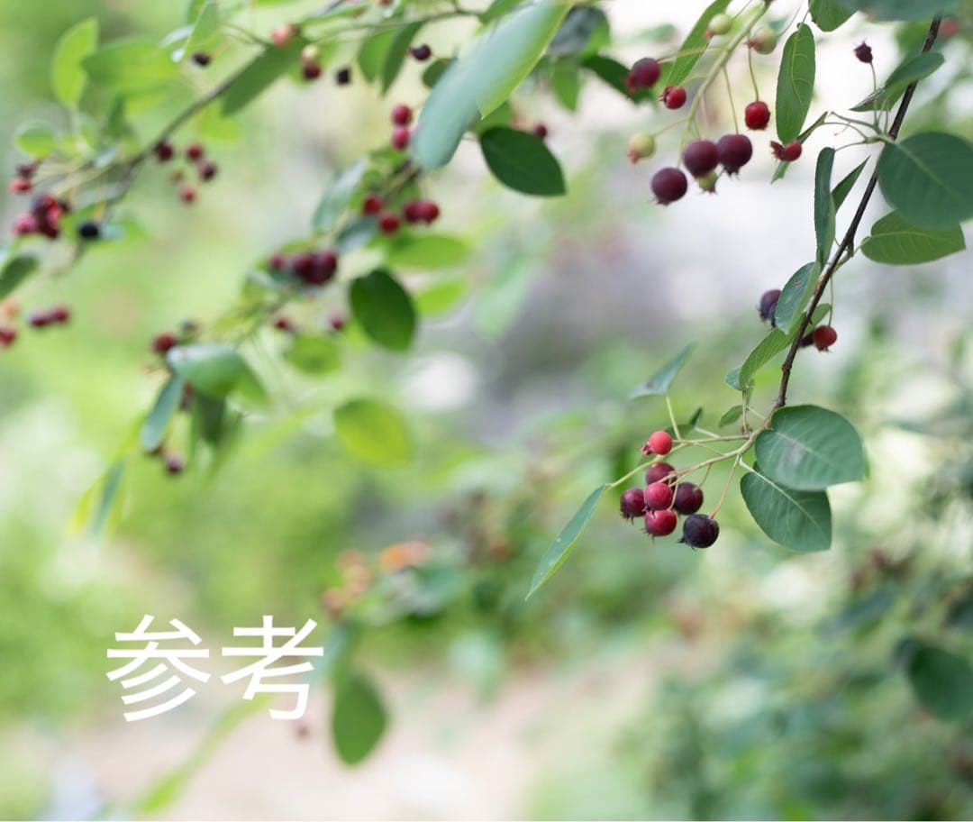 超逸品。ジューンベリー大株立ち2.4M(鉢底から)品番A