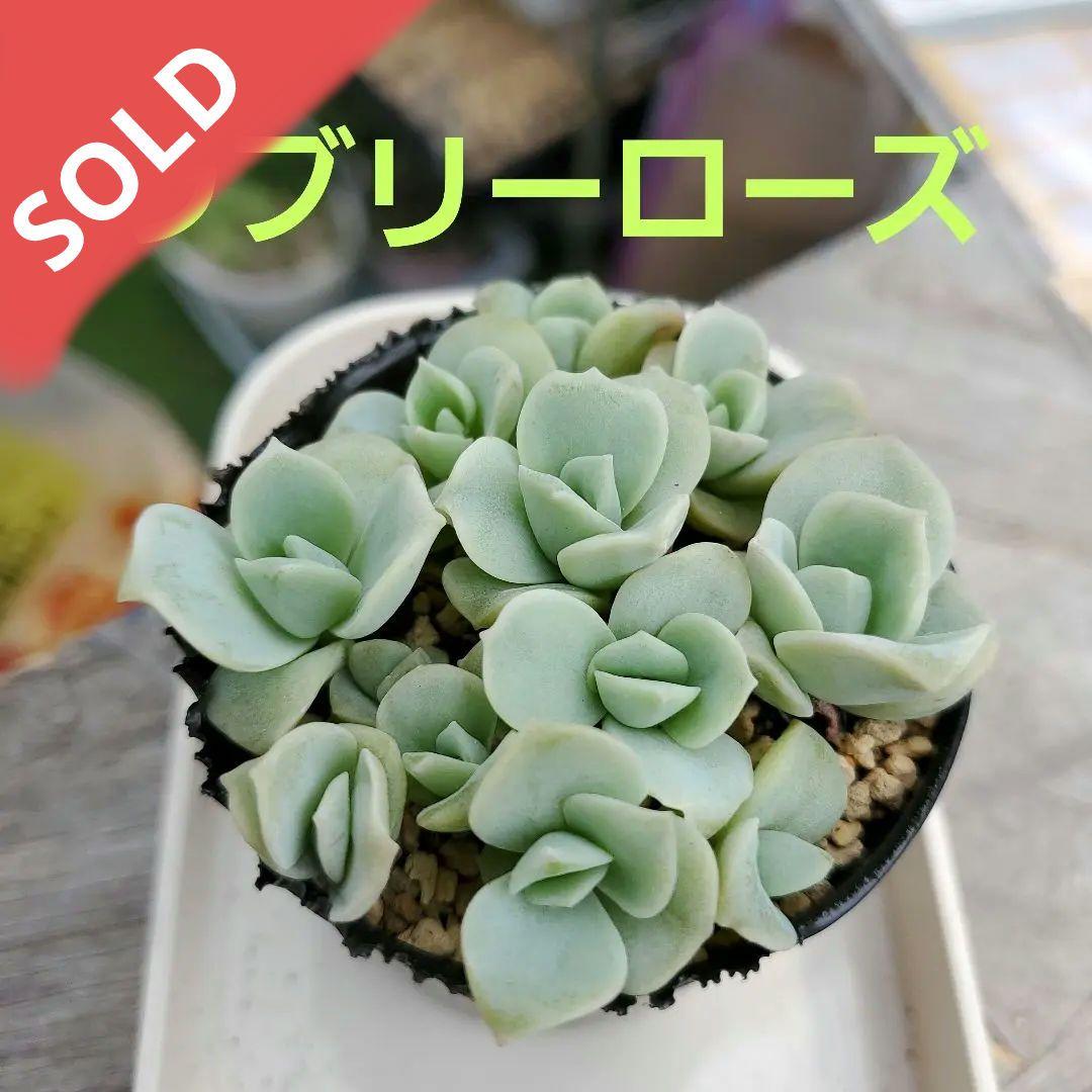 l綾鷹様確認用②★多肉植物★ラブリーローズ★鉢全て★抜き苗★