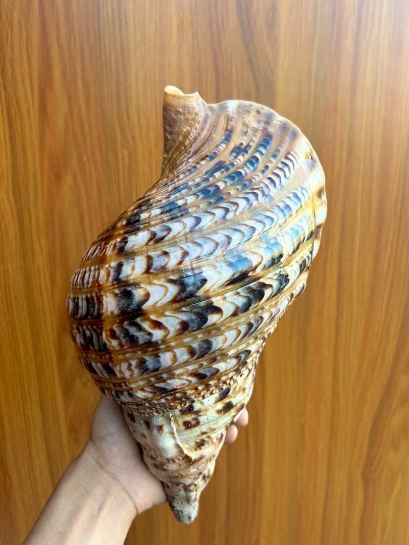 法螺貝31cm