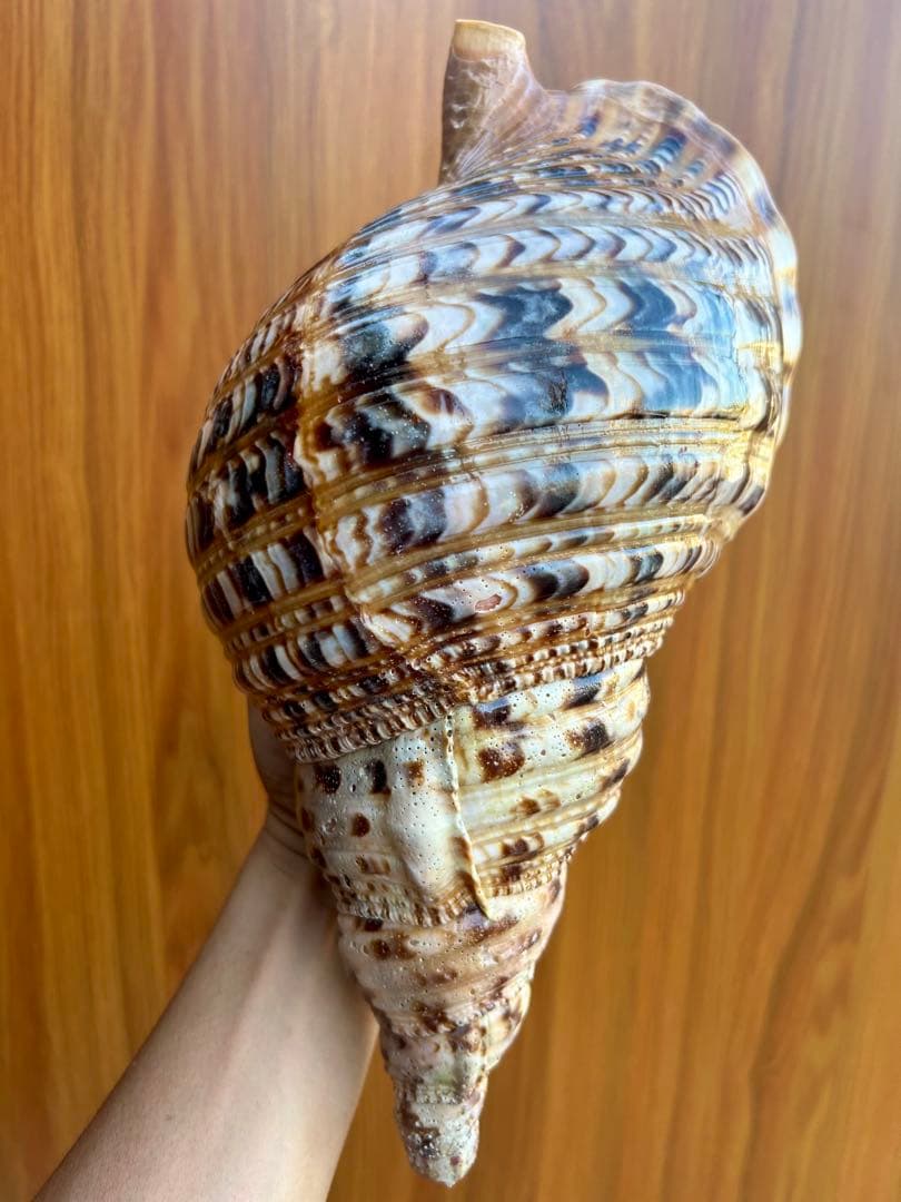 法螺貝31cm