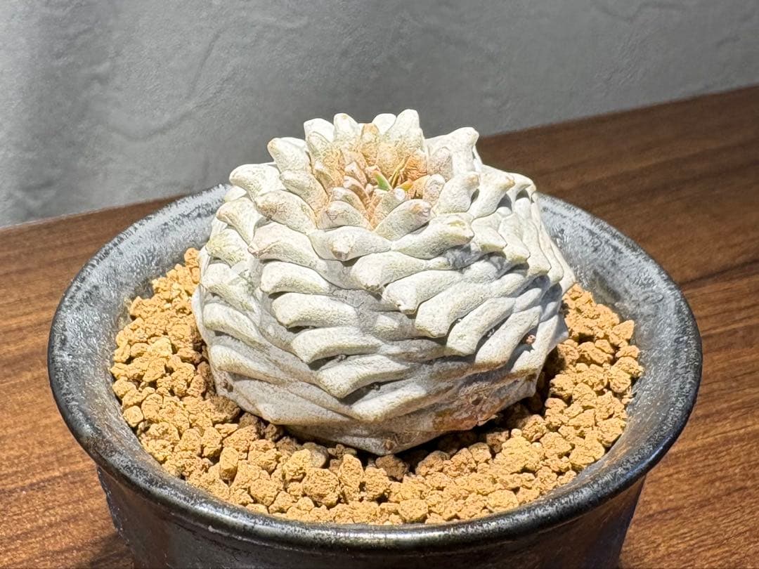 ユーフォルビア オベサ鉄甲 オベ鉄★抜き苗★