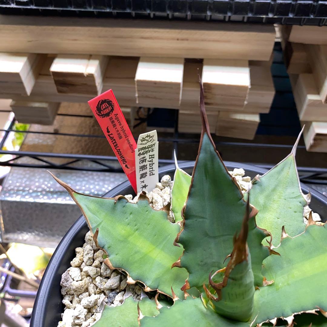 アガベ　ハイブリッド　姫厳龍　キシロナカンサ　Doragon Agave