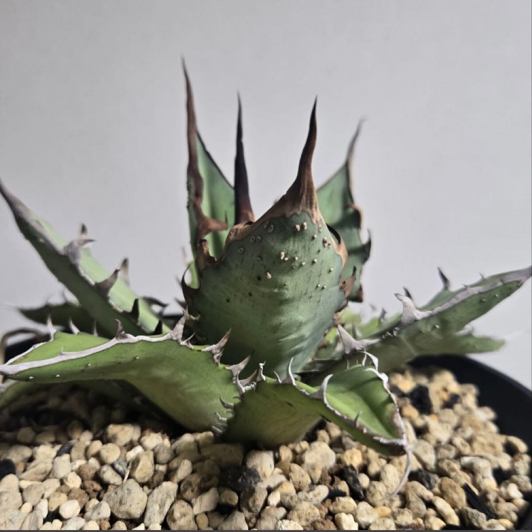 アガベ　ハイブリッド　姫厳龍　キシロナカンサ　Doragon Agave