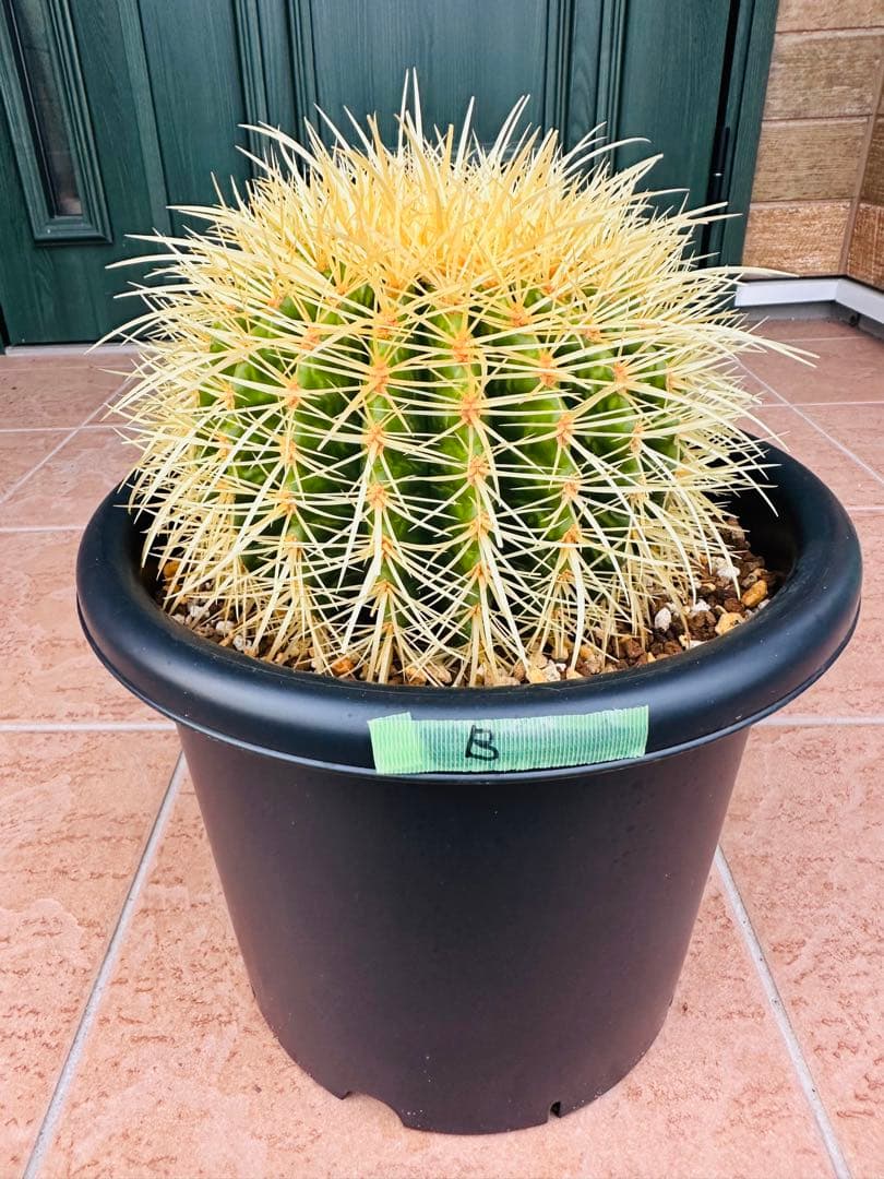 サボテン　金鯱【B】オレンジ色濃いめ　美株　ドライガーデン　ガーデニング