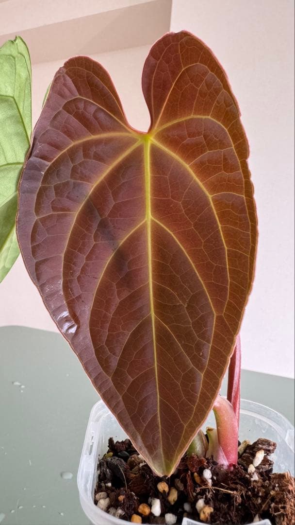真っ赤な新葉展開中です Anthurium Regale x Luxurians