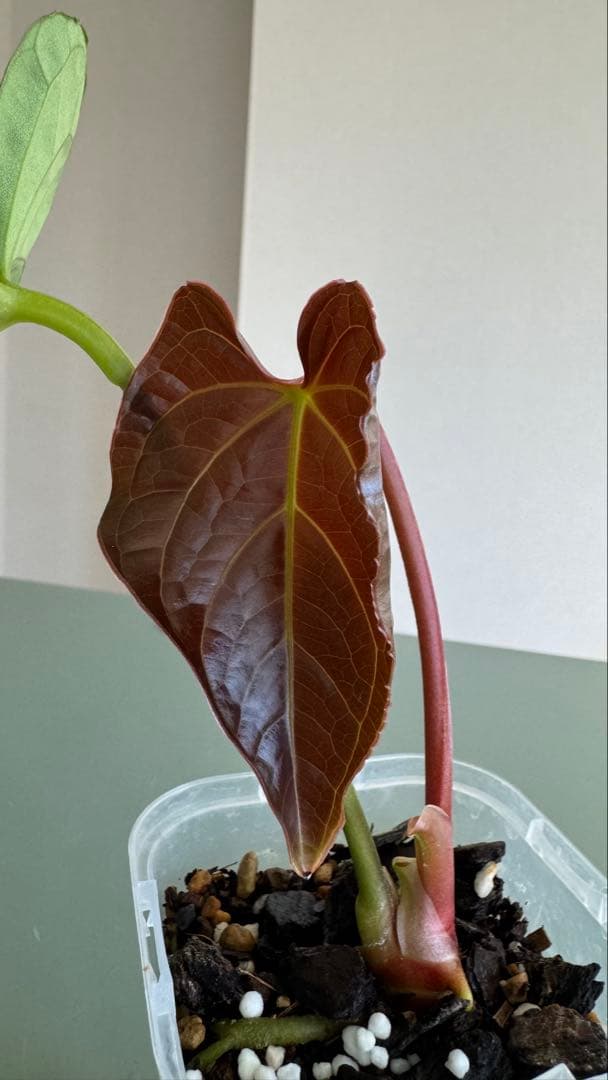 真っ赤な新葉展開中です Anthurium Regale x Luxurians