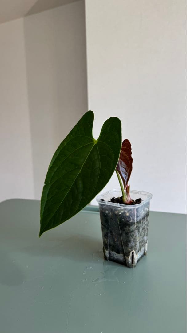 真っ赤な新葉展開中です Anthurium Regale x Luxurians