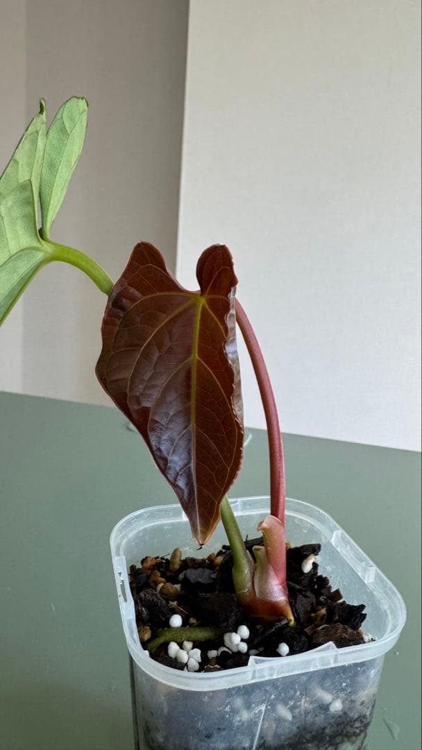 真っ赤な新葉展開中です Anthurium Regale x Luxurians