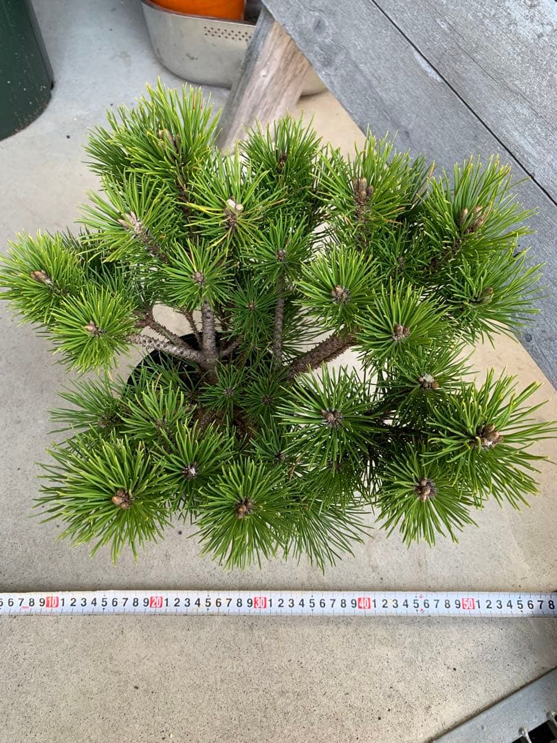 【安心の生産者仕入れ】八房黒松　※お届け早いメルカリ便※