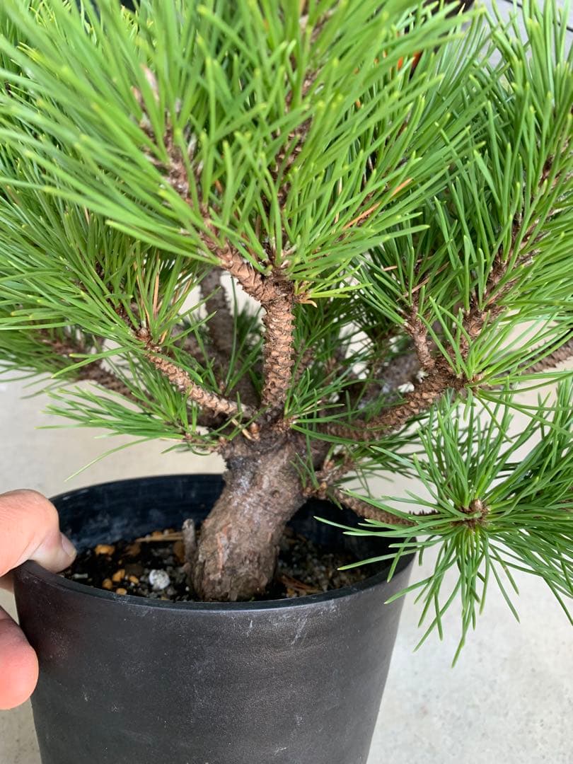 【安心の生産者仕入れ】八房黒松　※お届け早いメルカリ便※