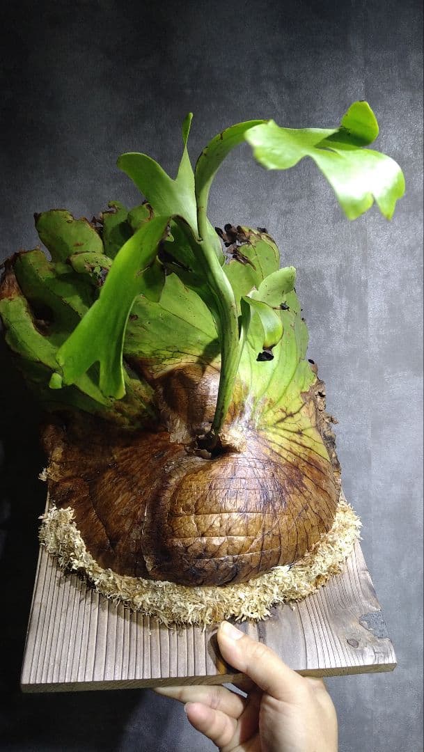 P.coronarium WILD from Hat Yai コロナリウム