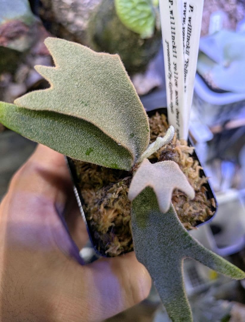 ビカクシダ☆yellow moon dwarf spore②☆selected株