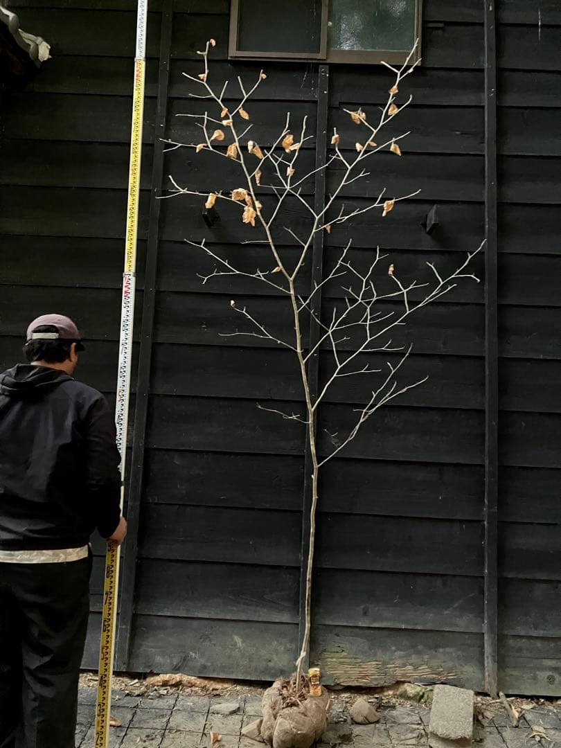 200 山採り　マンサク