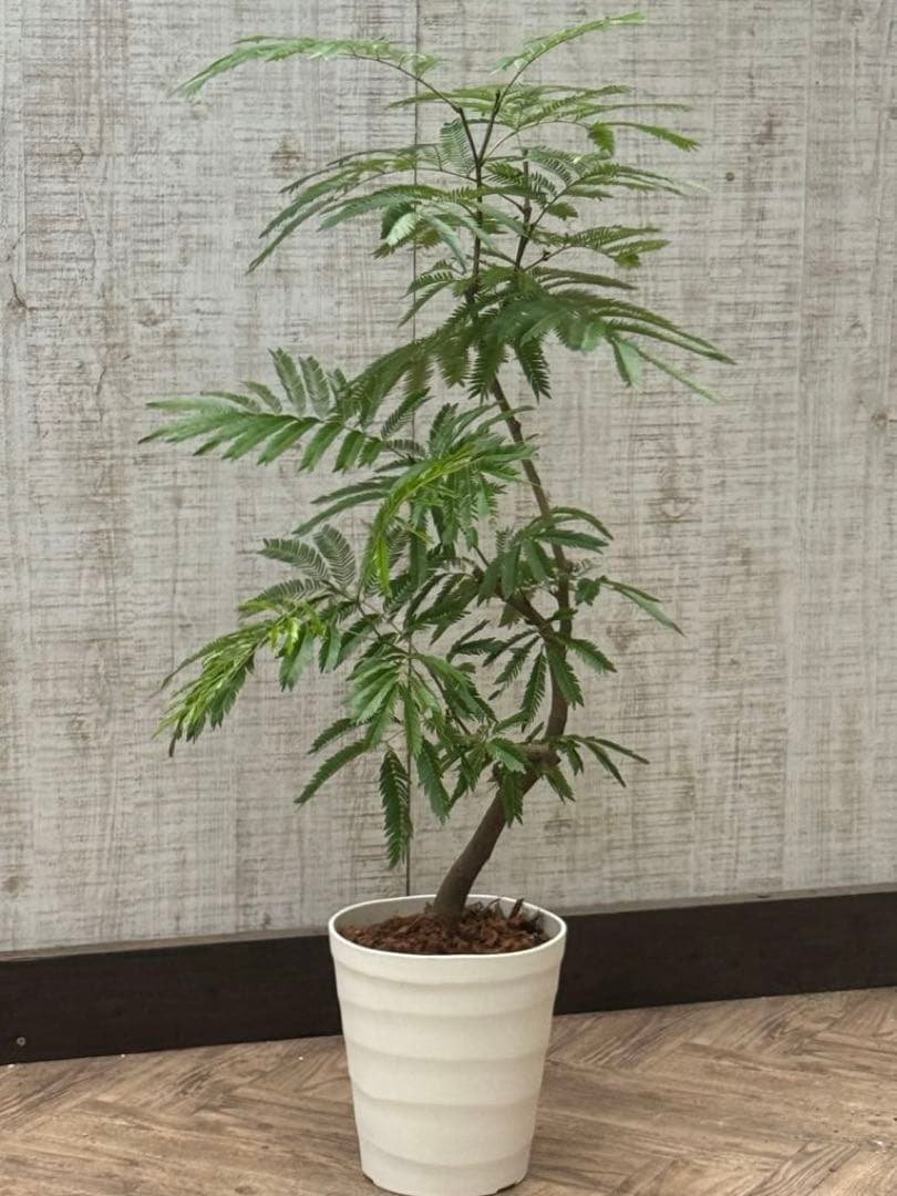 【ma7sa1 様】 エバーフレッシュ♪ 105cm 沖縄産原木◦太幹♪