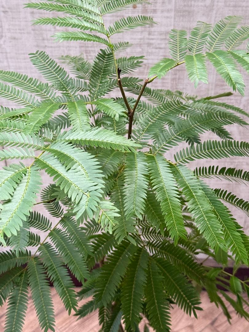 【ma7sa1 様】 エバーフレッシュ♪ 105cm 沖縄産原木◦太幹♪