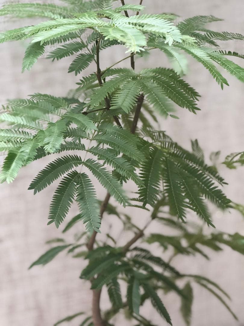 【ma7sa1 様】 エバーフレッシュ♪ 105cm 沖縄産原木◦太幹♪