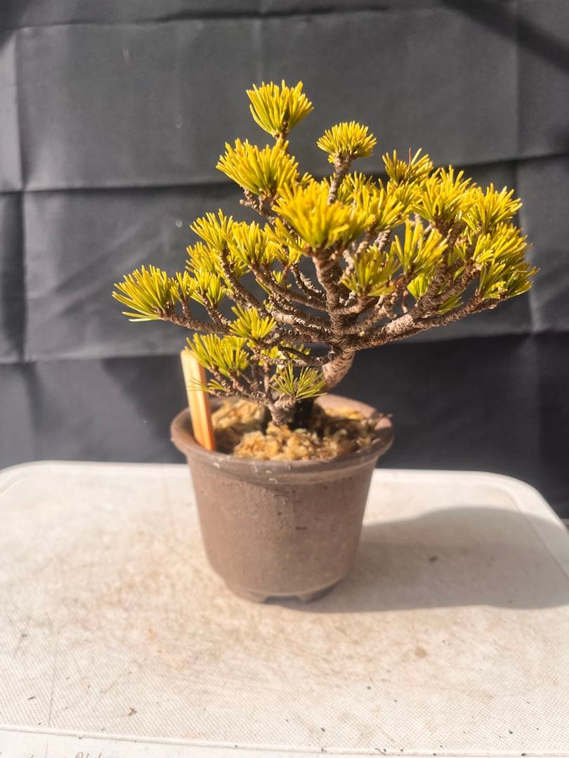 五葉松盆栽（福娘） 10%OFF‼️